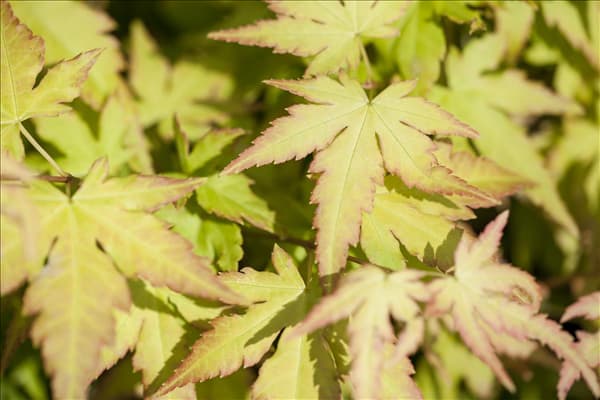 Acer palmatum 'Orange Dream'