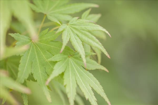 Acer palmatum 'Orange Dream'