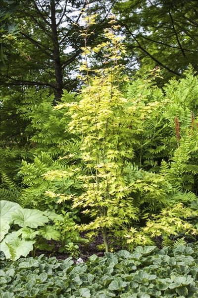 Acer palmatum 'Orange Dream'