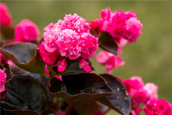 Begonia semperflorens 'Doublet'®