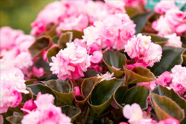 Begonia semperflorens 'Doublet'®