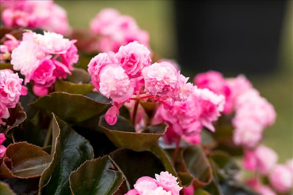 Begonia semperflorens 'Doublet'®
