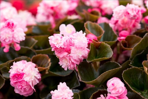 Begonia semperflorens 'Doublet'®