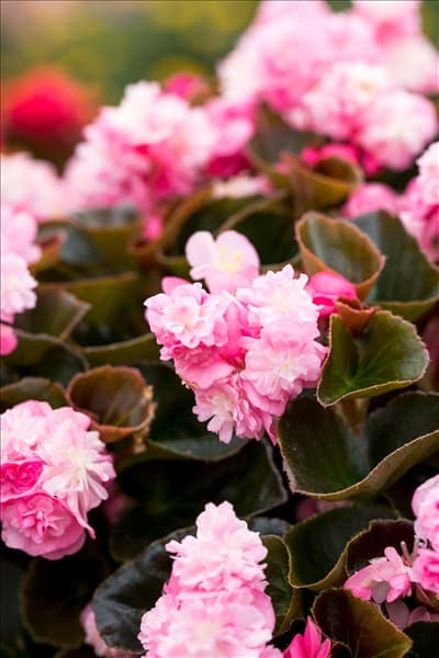 Begonia semperflorens 'Doublet'®