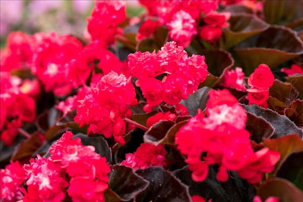Begonia semperflorens 'Doublet'®