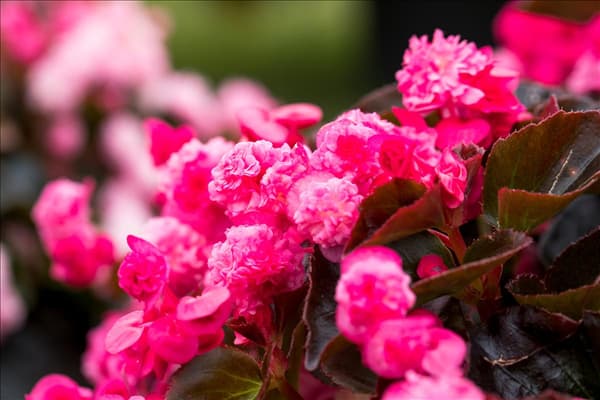 Begonia semperflorens 'Doublet'®
