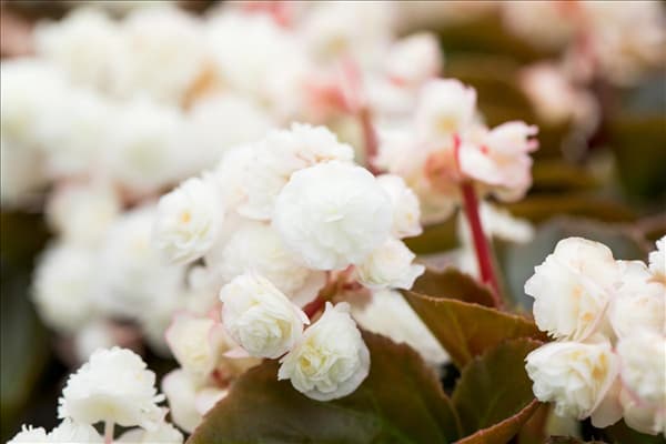 Begonia semperflorens 'Doublet'®