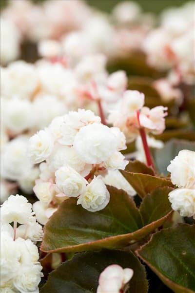 Begonia semperflorens 'Doublet'®