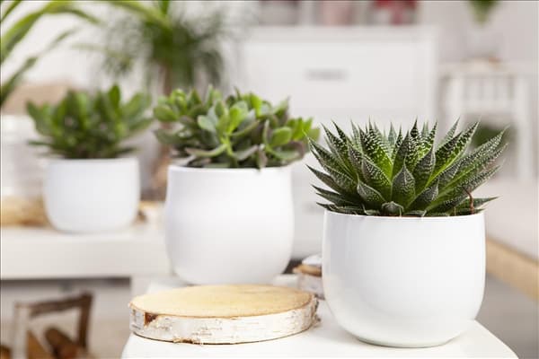 Aloe aristata