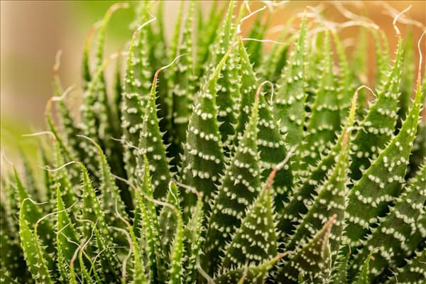 Aloe aristata