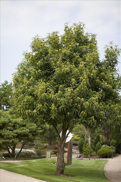 Castanea sativa