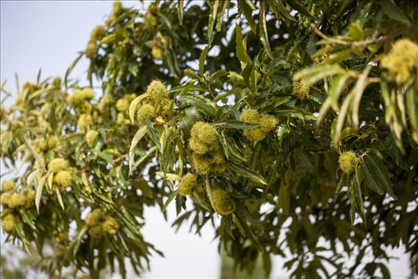Castanea sativa