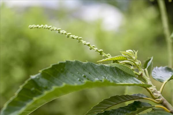 Castanea sativa 'Bouche de Bétizac'