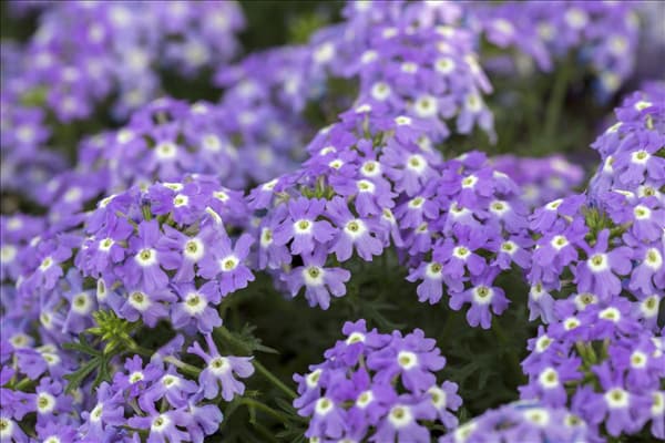 Verbena Hybride