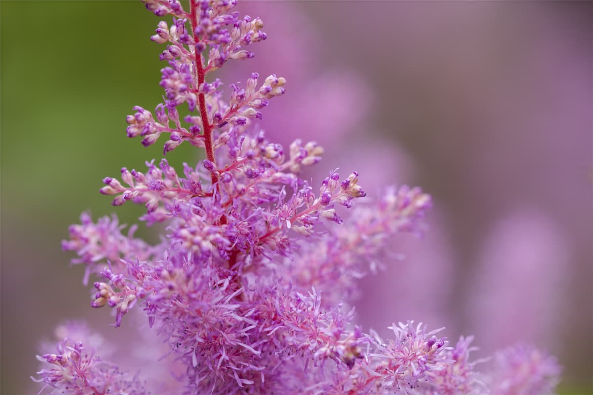 Astilbe x arendsii, rosa