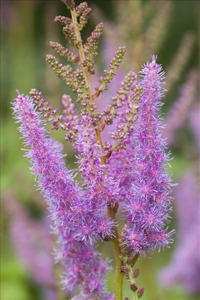 Astilbe x arendsii, rosa