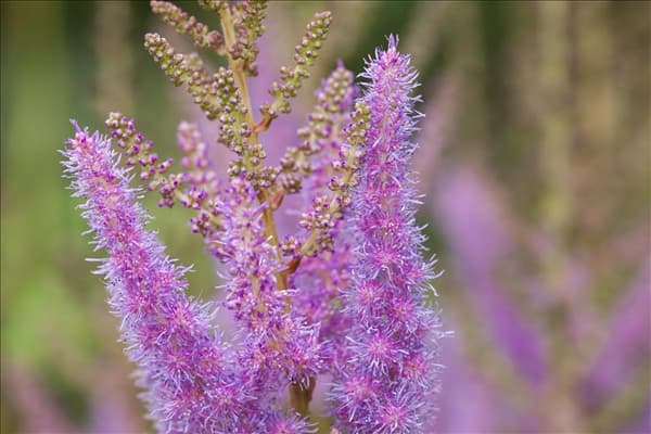Astilbe x arendsii, rosa