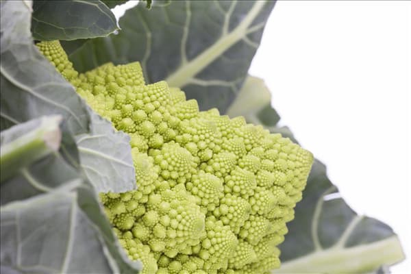 Brassica oleracea var. botrytis
