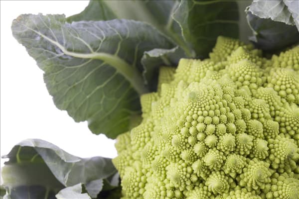 Brassica oleracea var. botrytis