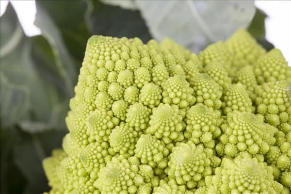 Brassica oleracea var. botrytis var. botrytis