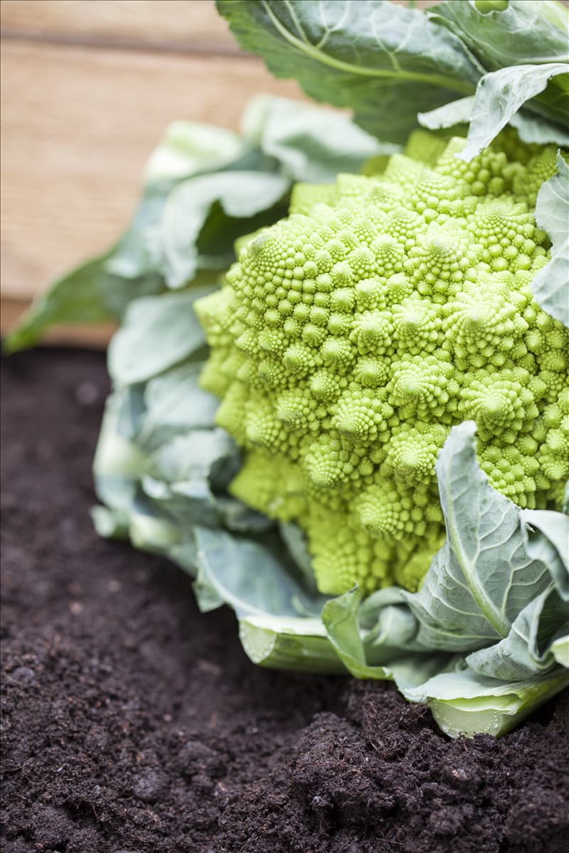 Brassica oleracea var. botrytis