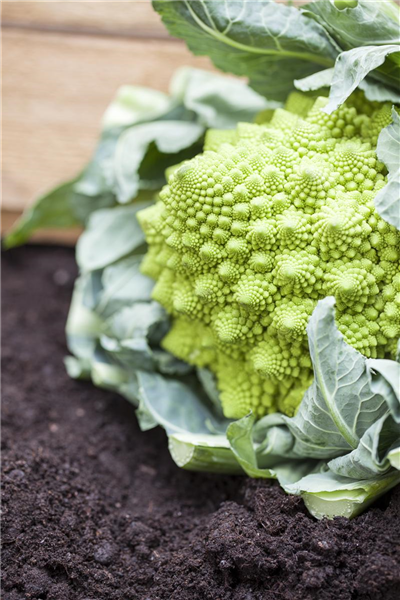 Brassica oleracea var. botrytis 'Romanesco'