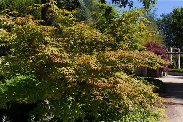 Acer palmatum 'Osakazuki'