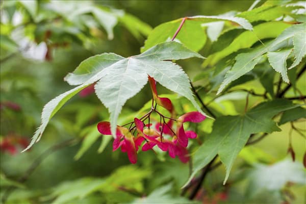 Acer palmatum 'Osakazuki'