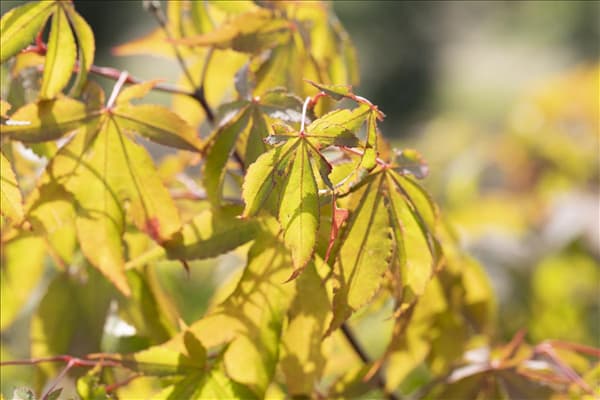 Acer palmatum 'Osakazuki'