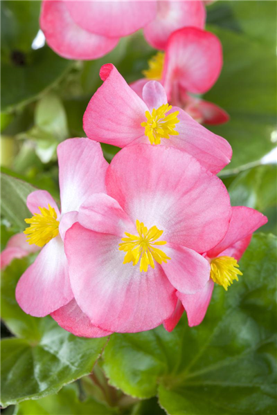 Begonia semperflorens, rosa