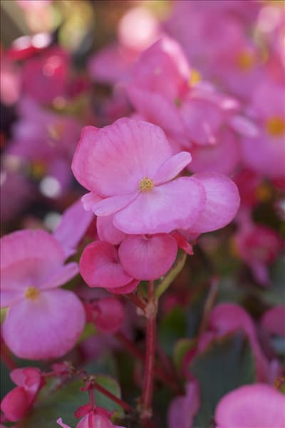 Begonia semperflorens, rosa