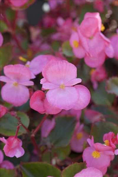Begonia semperflorens, rosa