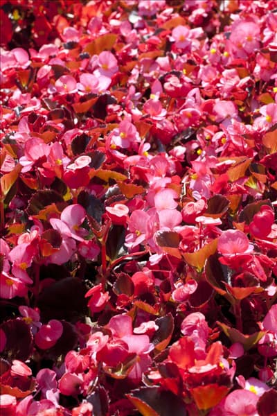 Begonia semperflorens