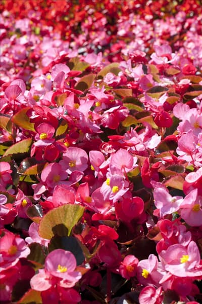 Begonia semperflorens