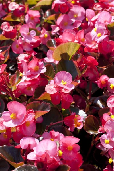 Begonia semperflorens