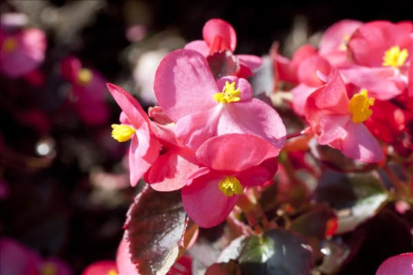 Begonia semperflorens