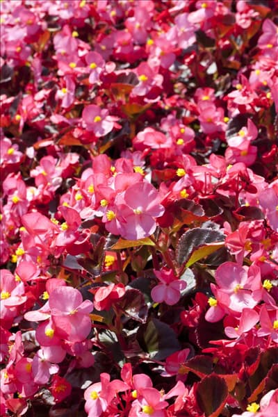 Begonia semperflorens