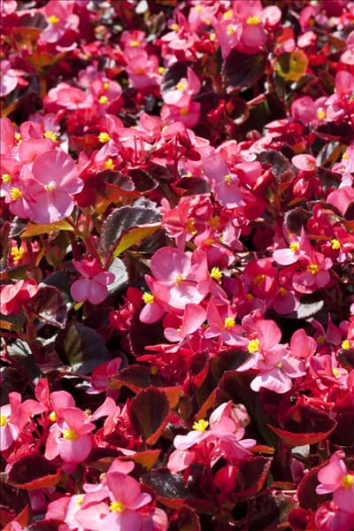 Begonia semperflorens