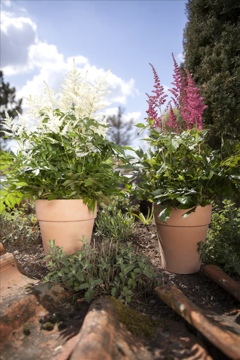 Astilbe x arendsii