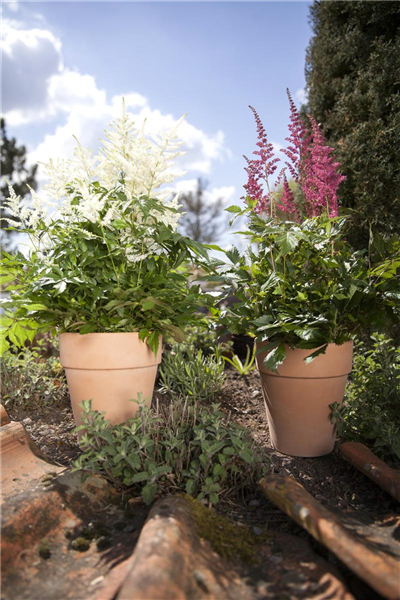 Astilbe x arendsii, rot