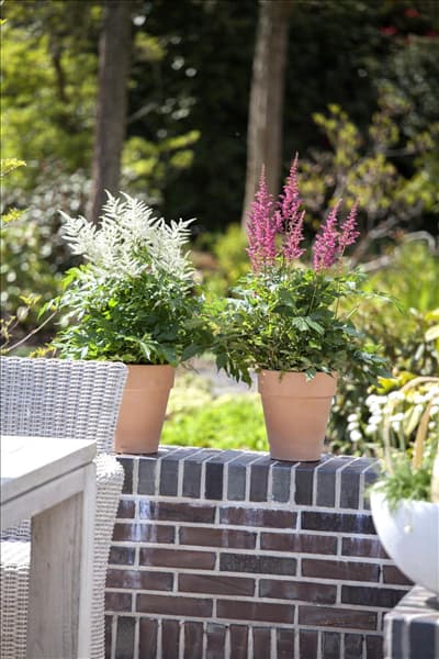 Astilbe x arendsii