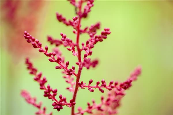 Astilbe x arendsii, rot