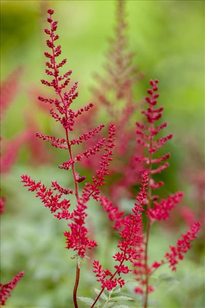 Astilbe x arendsii, rot
