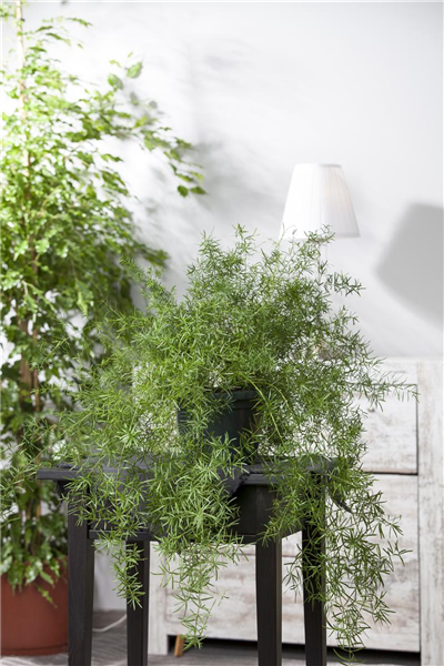 Asparagus densiflorus 'Sprengeri'