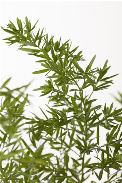 Asparagus densiflorus 'Cwebe'