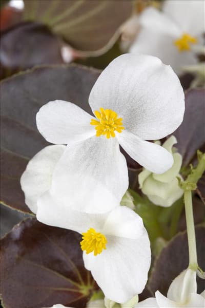 Begonia semperflorens