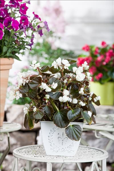 Begonia semperflorens, weiß