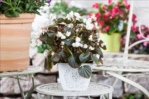 Begonia semperflorens, weiß