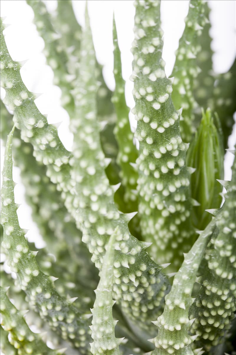 Aloe humilis