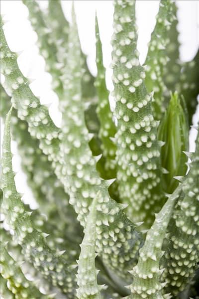 Aloe humilis